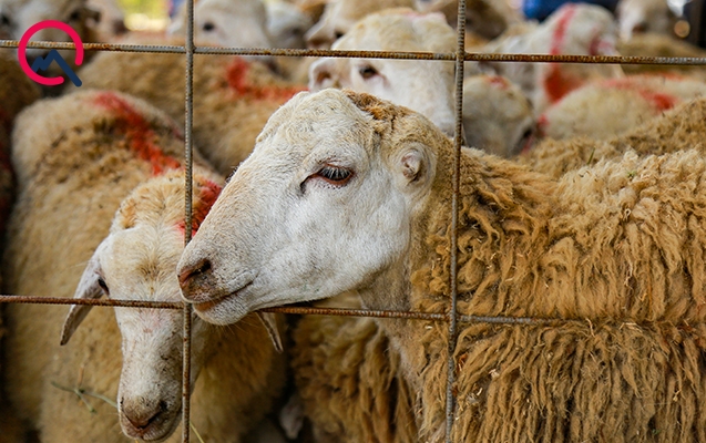 Qurbanlıq ət 5-10 manata