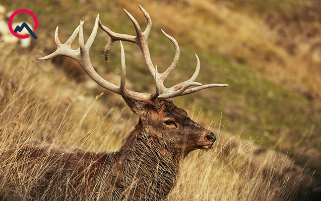 Azərbaycandakı bu parkda erkək maraldan kənar gəzin!