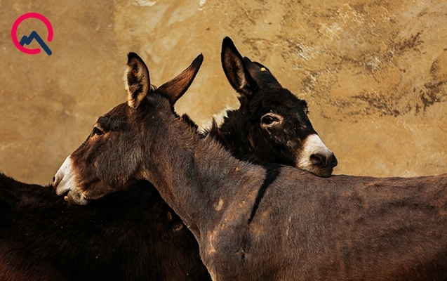 “Eşşəklərimiz Bethovenə, Baxa qulaq asırlar”