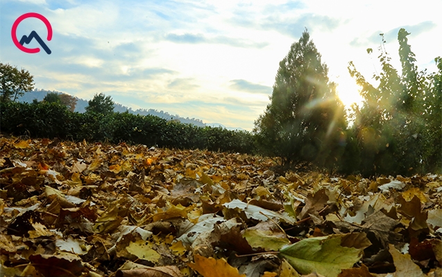 2 min manata çay, MDB-də ilk meyvə...