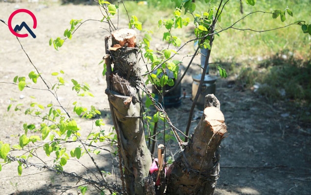 “Axşam işıqları söndürdülər, ağacları kötüyündən çıxarıb apardılar”