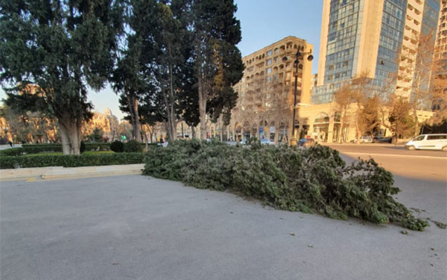 Gecəki külək şam ağacını aşırdı