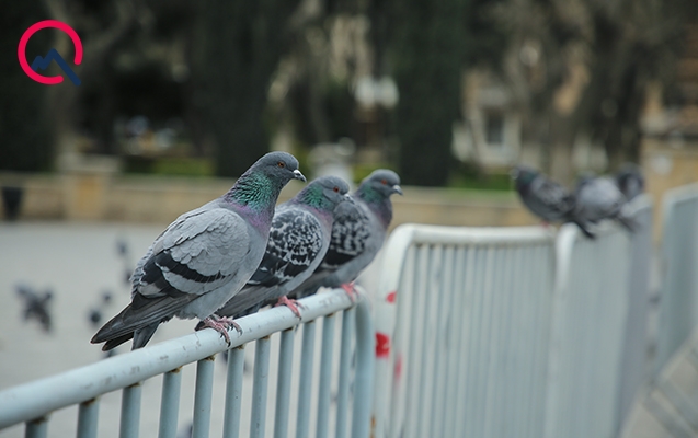 Bu gündən qadağandır...