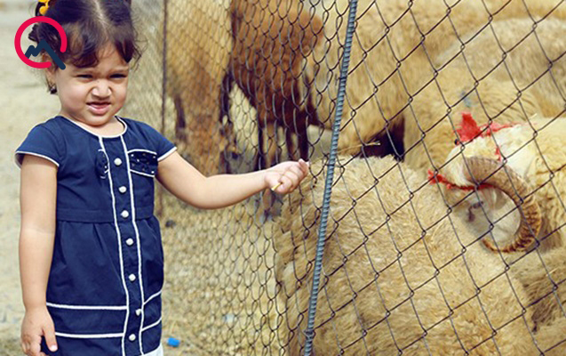 Qurban bayramı ilə bağlı xüsusi plan hazırlanır