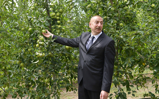 Prezident “Bal meyvə” bağçılıq təsərrüfatı ilə tanış olub