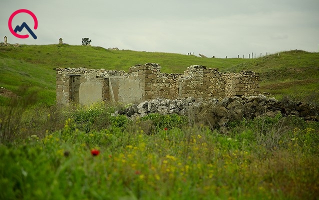 Qarabağda xarabalıqlar arasından boylanan lalələr...