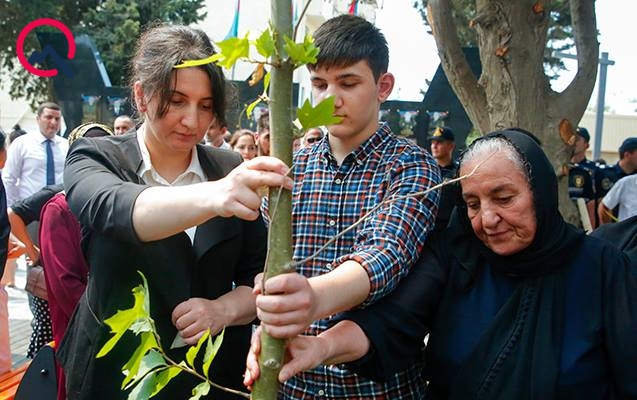 “Ona qismət olmadı, amma oğlu çinar ağacı əkdi”