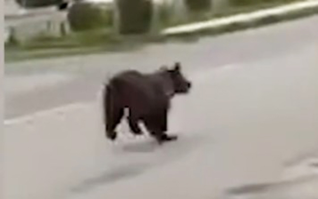 Balakəndə şəhərin mərkəzində ayı göründü