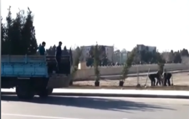 Gəncədə bir neçə gün öncə əkilən ağaclar niyə çıxarıldı?