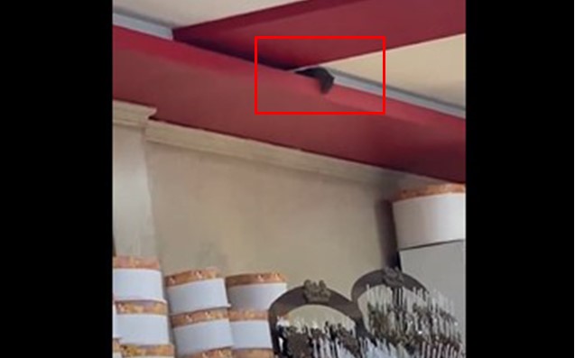 Bakıda bu kafedə siçovul gəzir