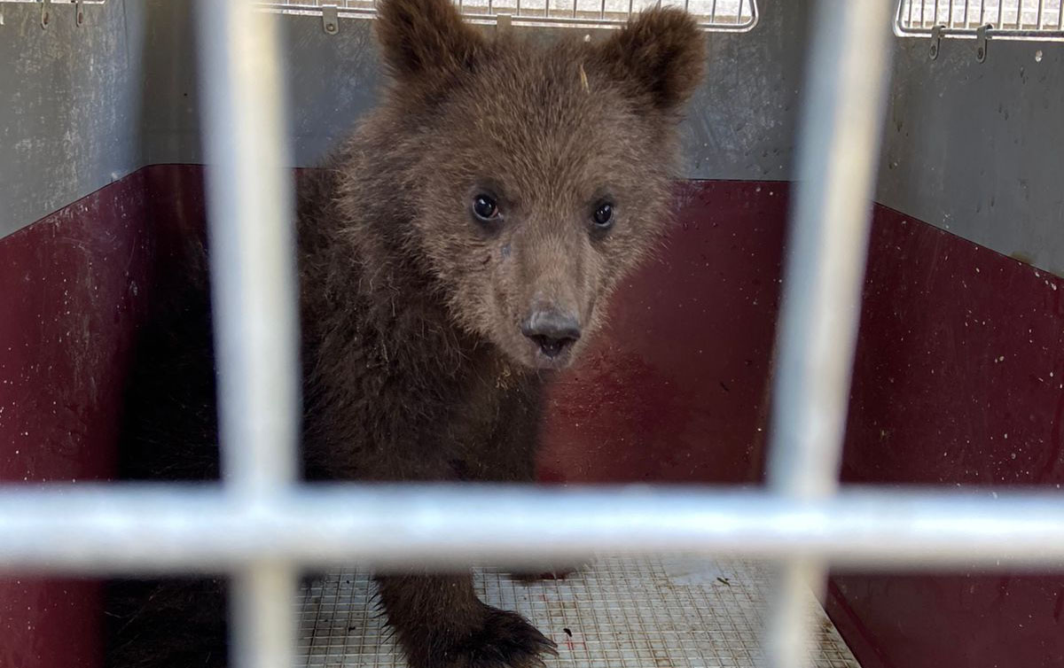 Murad Arifin həyətinə girən ayı balası barədə nazirlikdən açıqlama
