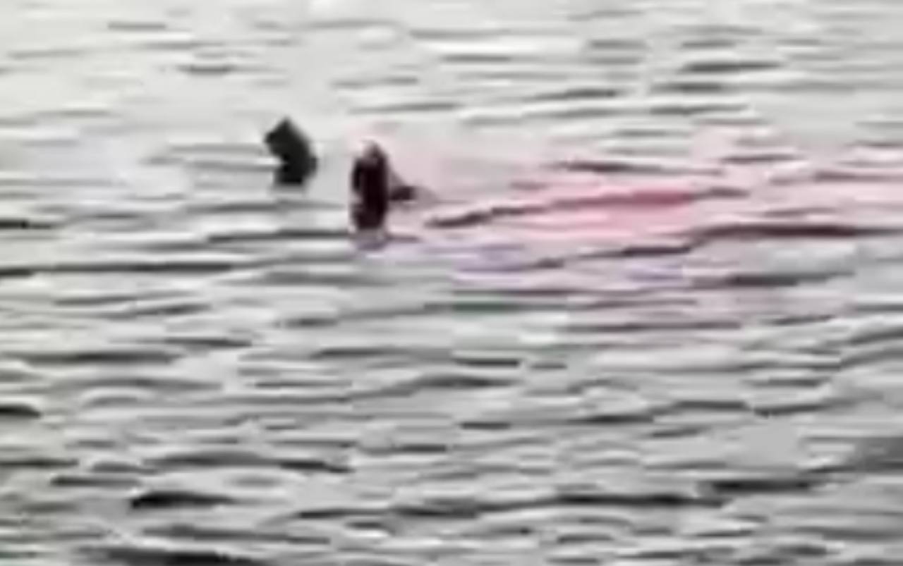 Misirdə akula turist qadını parçaladı