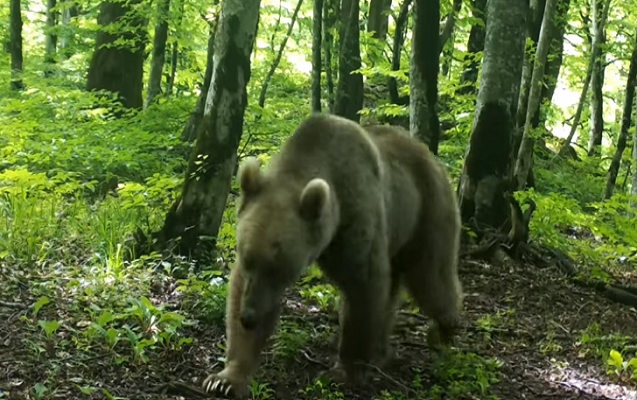 Hirkan Milli Parkında kameraya düşən heyvanlar