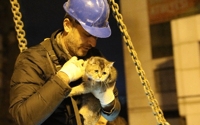 “Zena” da xilas oldu