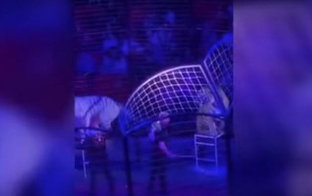 “Tamaşaçı heyvanların üzərinə lazer saldığına görə aqressivləşiblər”