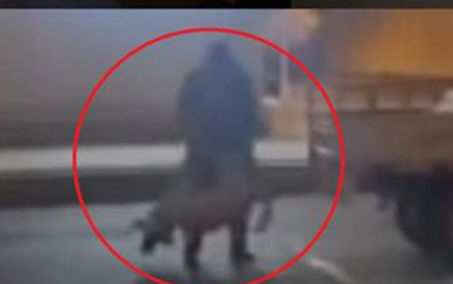 Gəncədə itlərin güllələnməsi ilə bağlı açıqlama