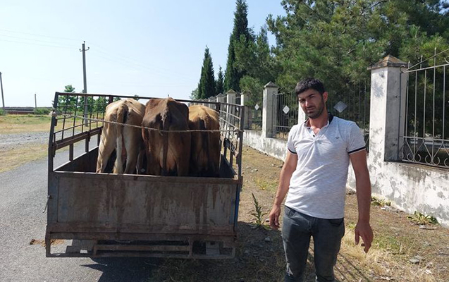 Vətəndaşa verilən inəklər xəstə olub?