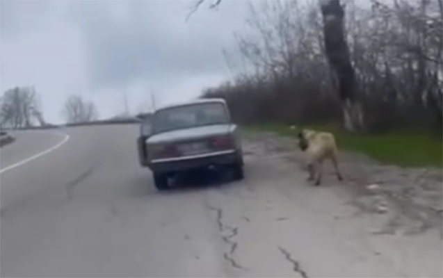 İtə zorakılıq edilməsi ilə bağlı araşdırma aparılır