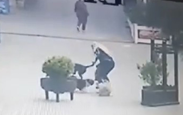 Xırdalanda sahibsiz itlər qadına hücum edib yaraladılar