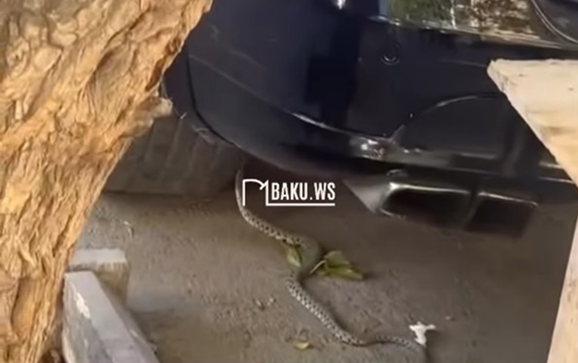 “28 May”ın qarşısında ilanlar peyda olub