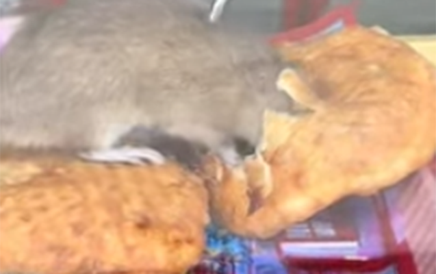 Bakıda obyektdə iyrənc mənzərə