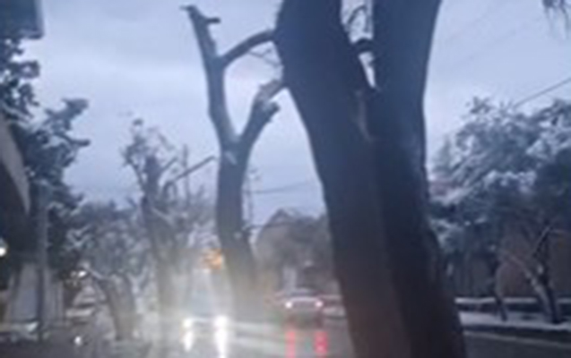 Maştağada ağaclar qırılır