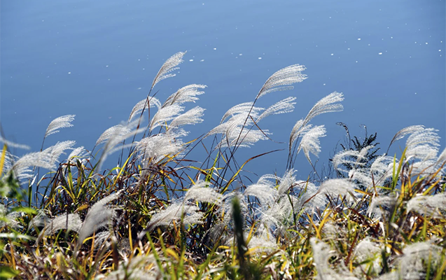guclu-kulek-esecek