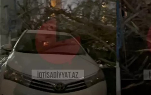 Bakıda külək ağacı maşının üzərinə aşırdı