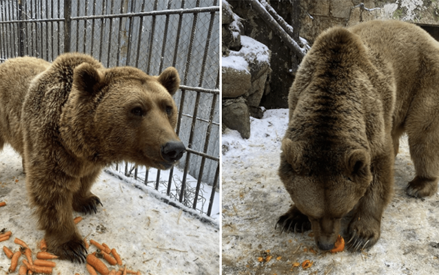 Azərbaycanda qəfəsdə saxlanılan ayılar Britaniyaya aparıldı