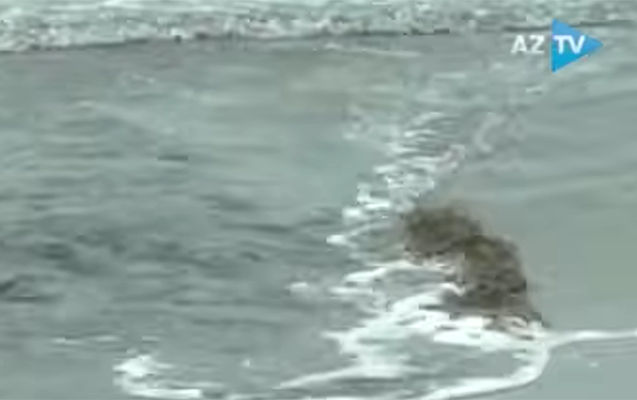 Bakıda kanalizasiya suları birbaşa dənizə axıdılır