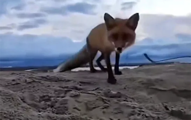 Tülkü canlı yayımda turistin telefonunu götürüb qaçdı