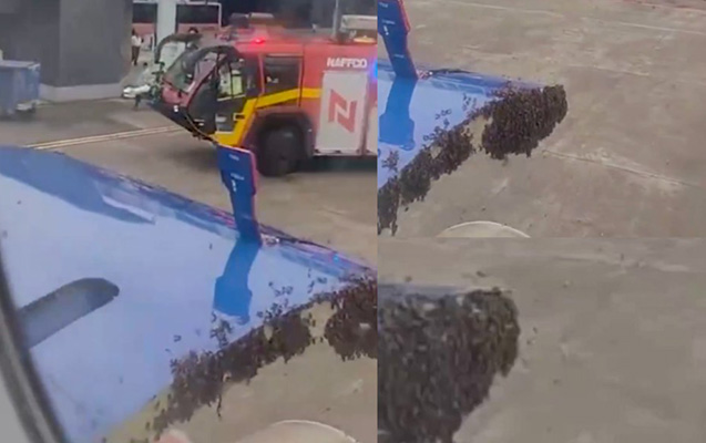 Hindistanda arı sürüsü təyyarəni zəbt etdi, uçuş ləngidi