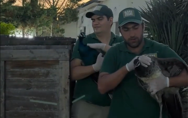 “AF Hotel”dəki həmin heyvanlar xilas edildi
