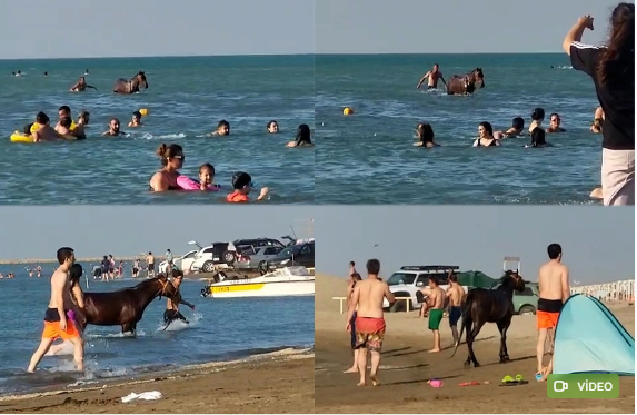 Bura Pirşağı çimərliyidir, atlar da insanlarla birgə çimir