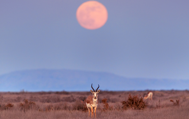 sirvan-milli-parki-ilin-ilk-gunlerinde