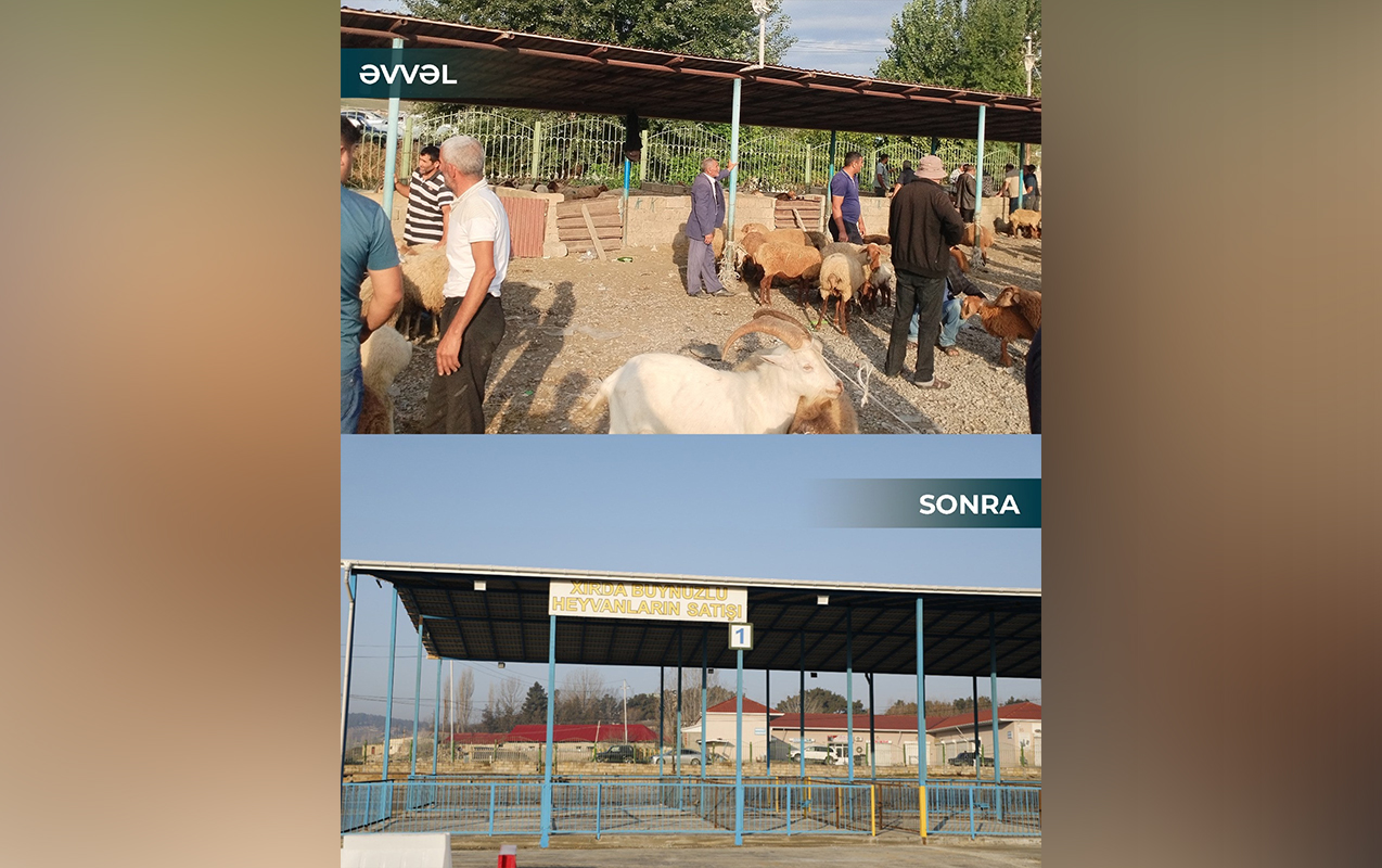 samaxi-ve-goycayda-heyvan-satisi-bazarlari-acildi