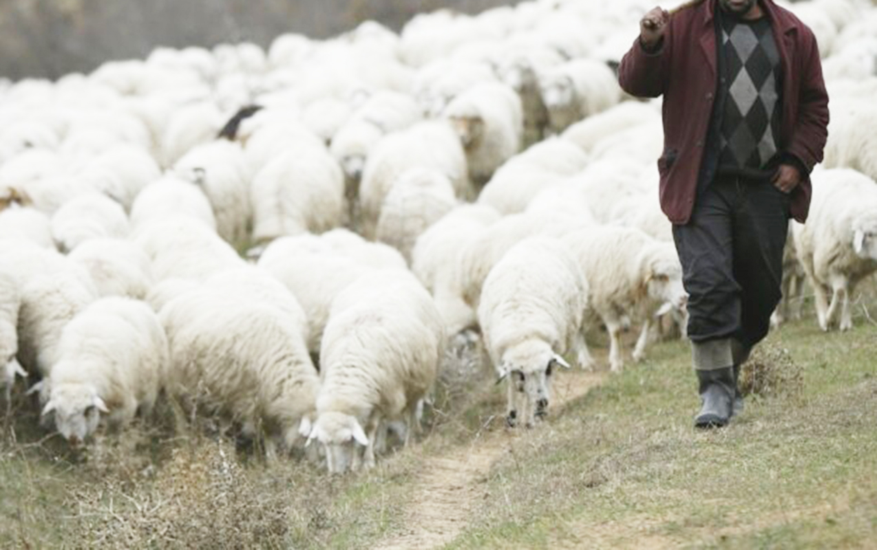 yarim-milyonluq-cinayete-gore