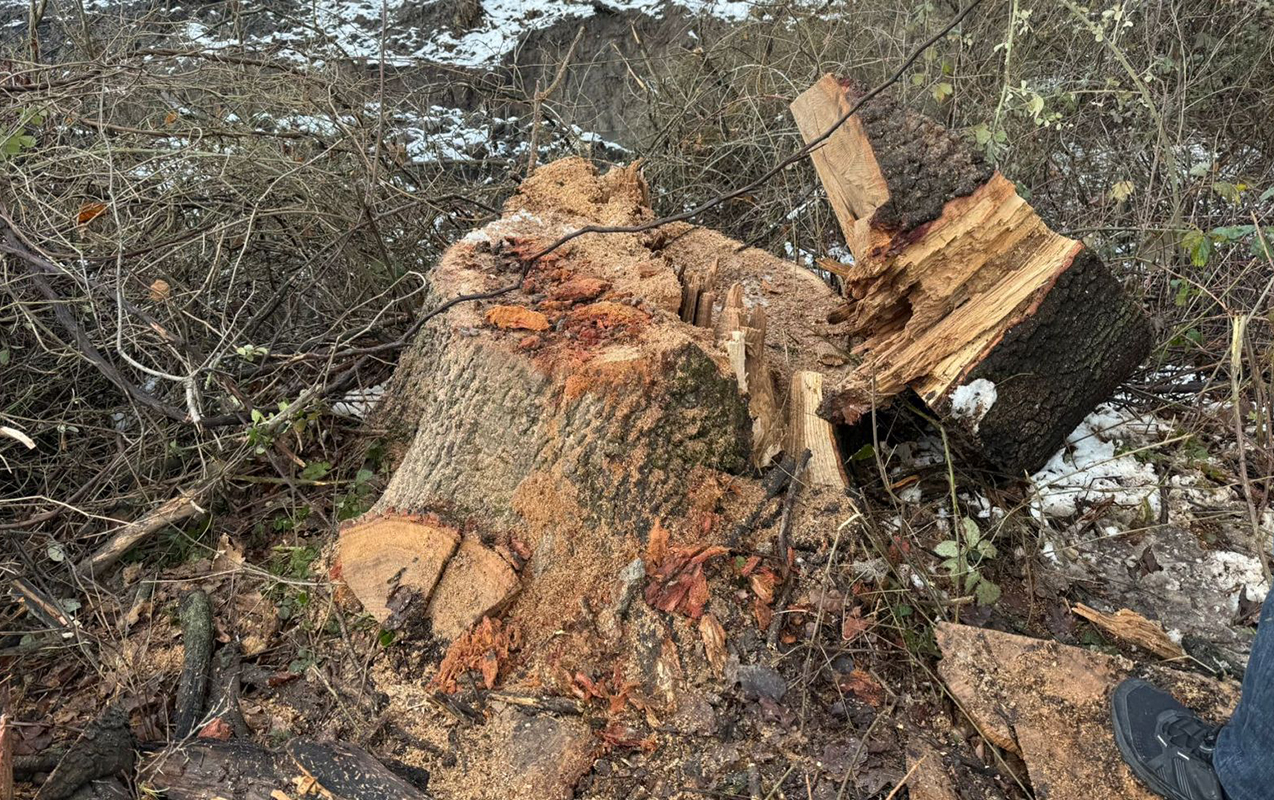 agaclari-qanunsuz-kesirdi