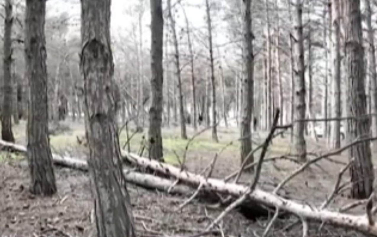 bileceride-mese-mehv-olur-8-aydir-tedbir-goren-yoxdur