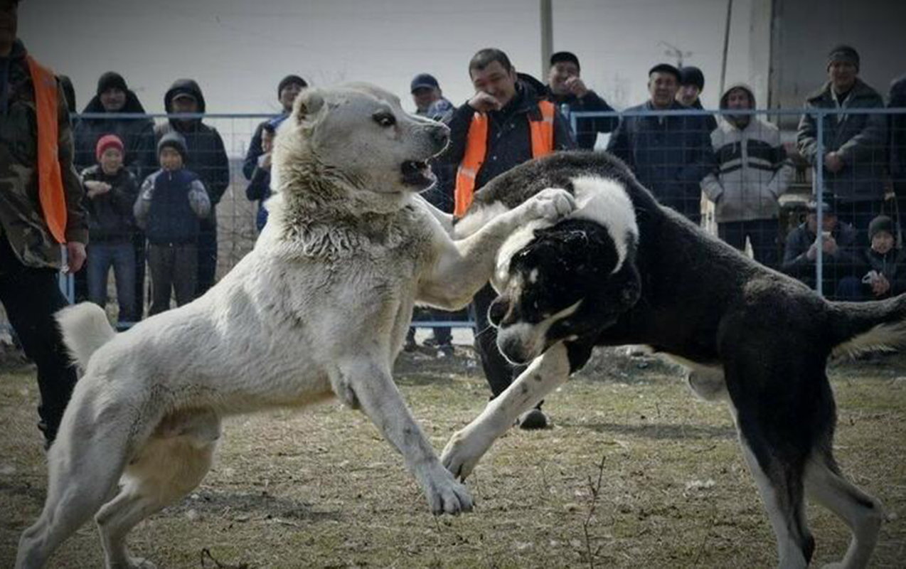 tanisini-iti-doyusde-uduzdugu-ucun-gulleleyib