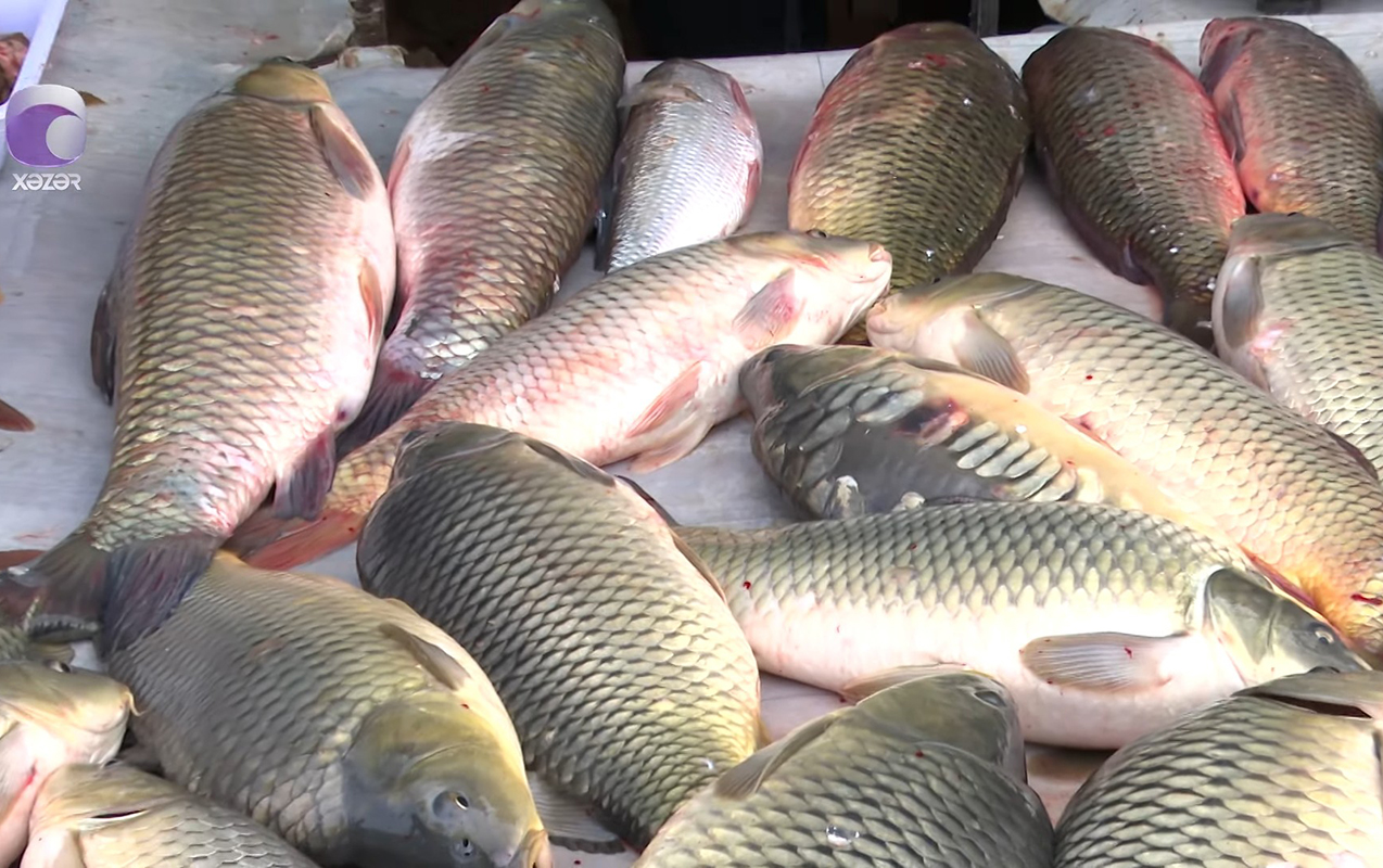 azerbaycanda-farelin-qiymeti-bahalasdi