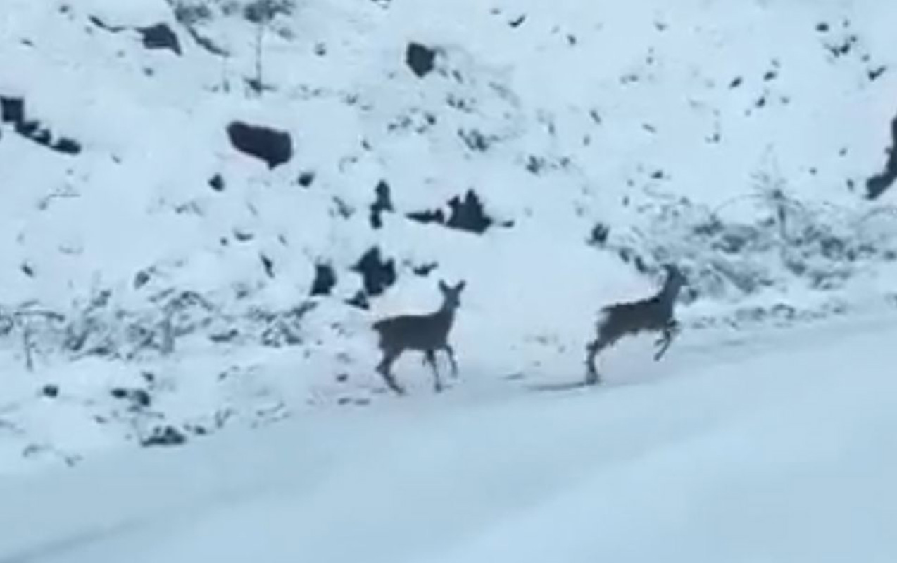 Kameraya oynayırlar…