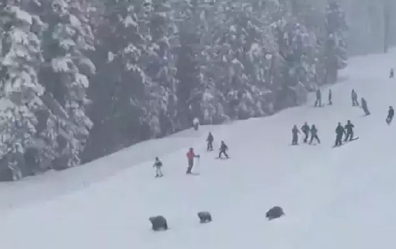Xizək yolunda 3 ayı peyda oldu