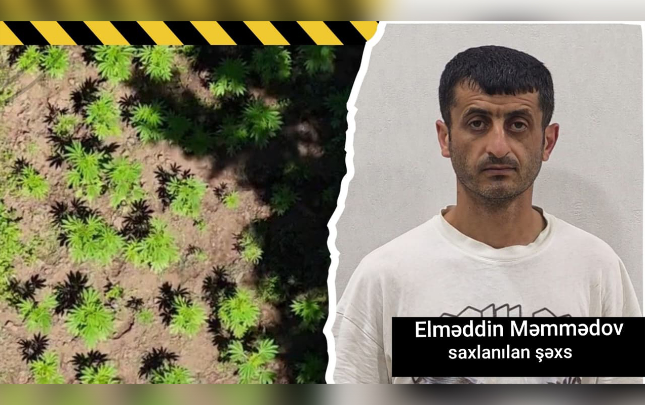 Hirkan Milli Parkında narkoplantasiya qurmuşdu