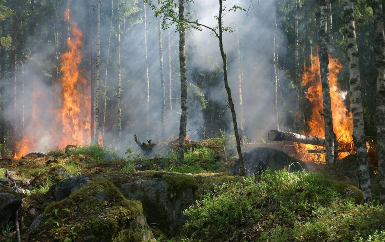 bu-usulla-mese-yanginlarini-vaxtinda-askar-edecekler
