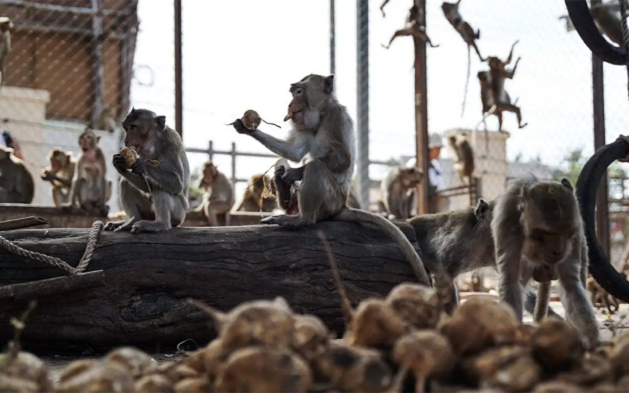 zooparkdan-qacan-meymunlar-seheri-bir-birine-qatdi
